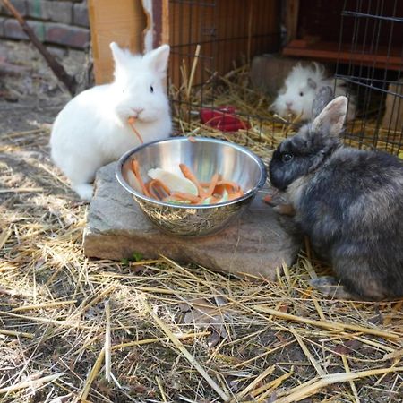 Huette Mit Herz Im Harz Apartamento Meisdorf Exterior foto