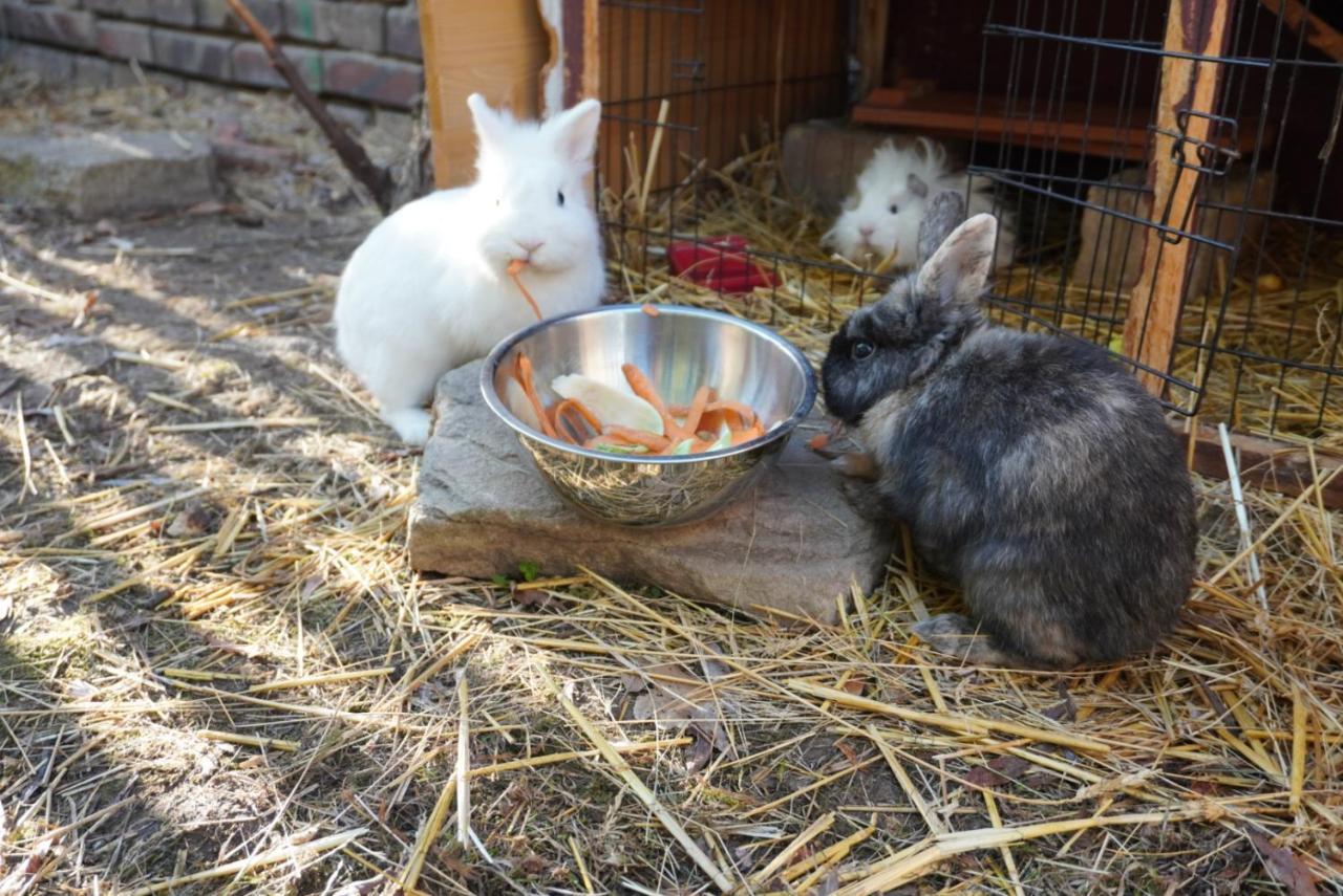 Huette Mit Herz Im Harz Apartamento Meisdorf Exterior foto